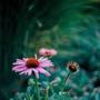pure love (feat. Corus & Rhythm)