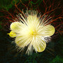 Flor do Cerrado