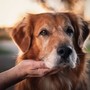 Canine Comfort: Soothing Sounds For Loyal Friends