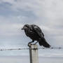 Old Crow