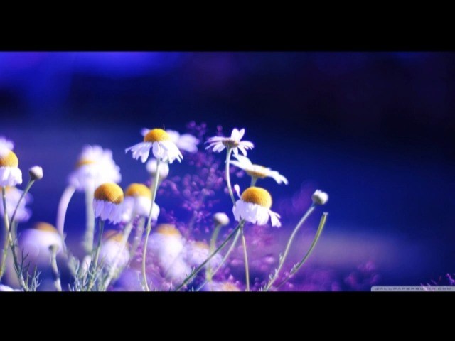  - 李凤亭（梅林）