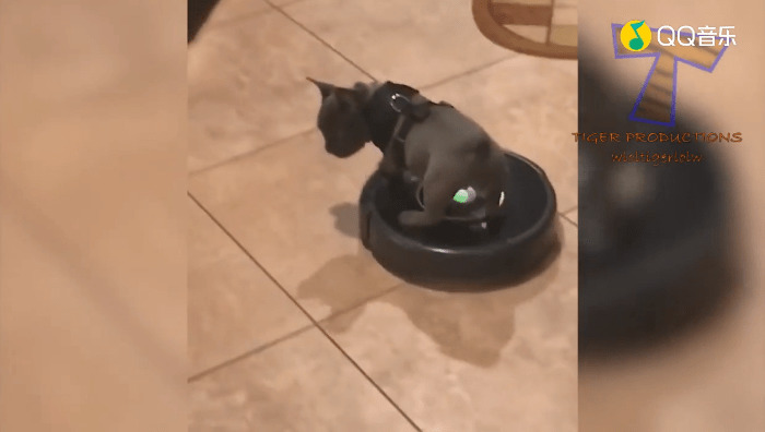 - 外国动物搞笑视频