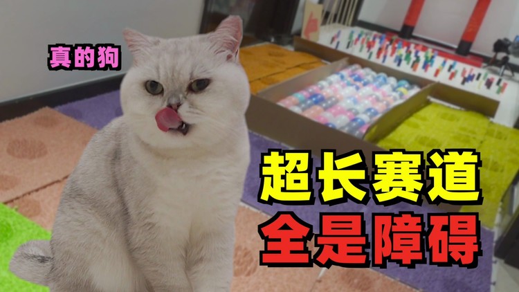  - 一只刺猬能有多贪吃！连药都不放过！