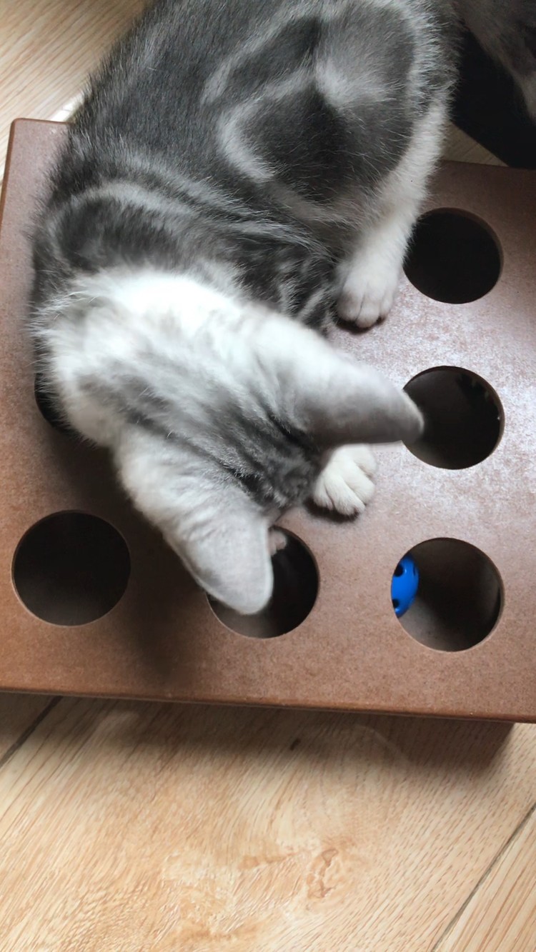 - 和我家猪牛儿合作的概念打击乐《欢乐多多》4月第二首新歌