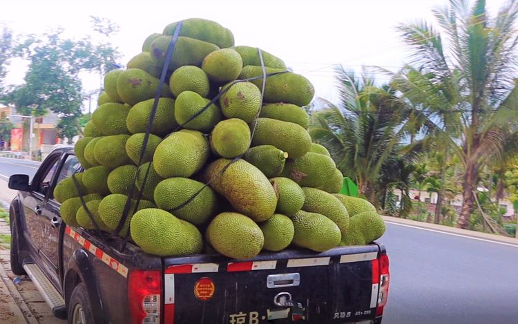 本期走进大型水果产地,带大家看吃不完的水果