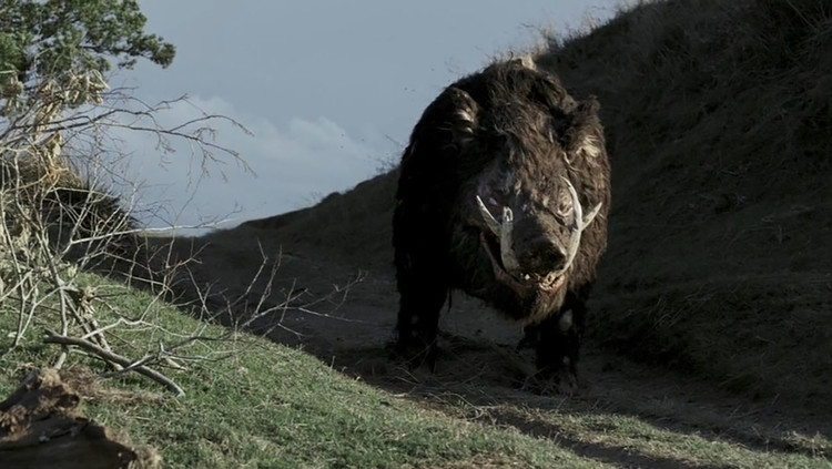 神秘美少女的恐怖伤疤!康一和露伴的奇妙冒险,《jojo的奇妙冒险不灭钻