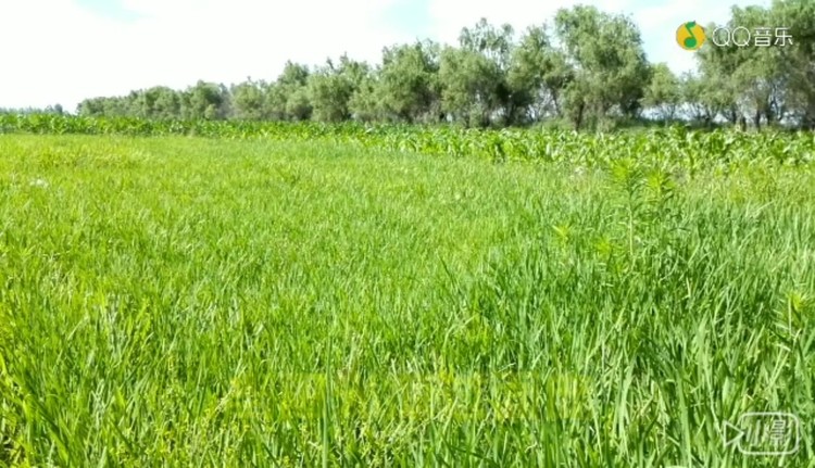  - 《向阳花开》