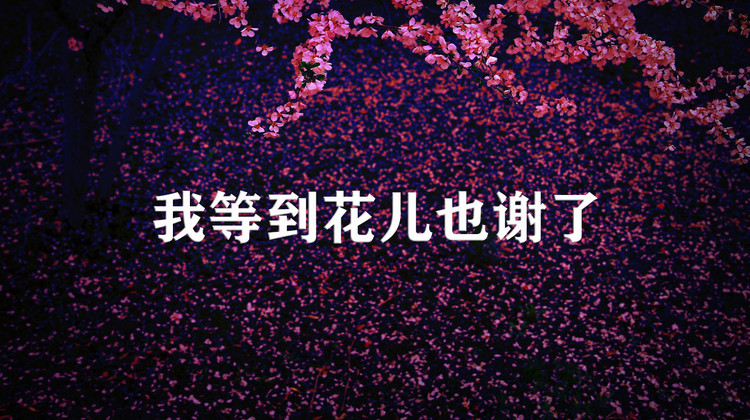 【东尼指弹】我等到花儿也谢了