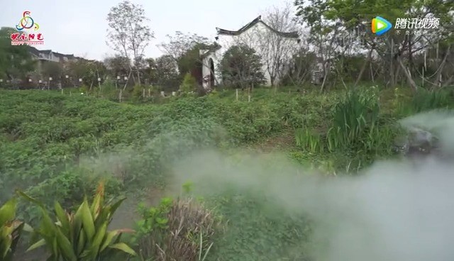  - 蓝铃花的故事