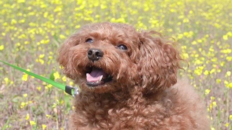  - 【SORAN】MV：DANG!(Feat. Mongja)