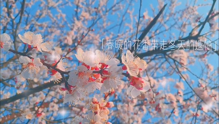 - 春暖花开