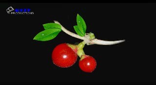 - 度相思—彩云追月