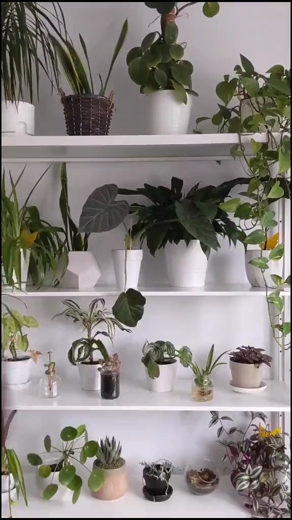  - 卡点神曲《Clear (Shawn Wasabi Remix)》制作人回应