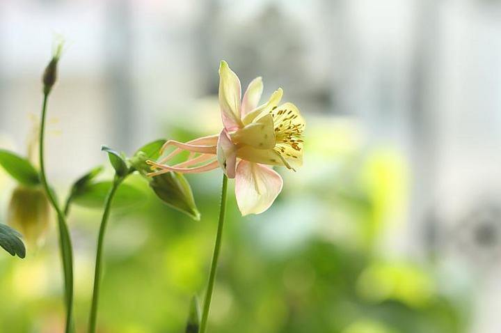 这是比花呗还让人动心的 花唄