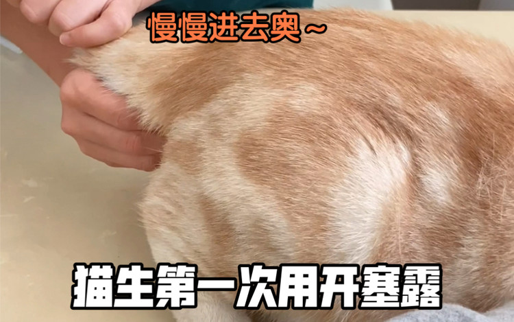 做梦都没想道真的会有小猫咪要用到开塞露