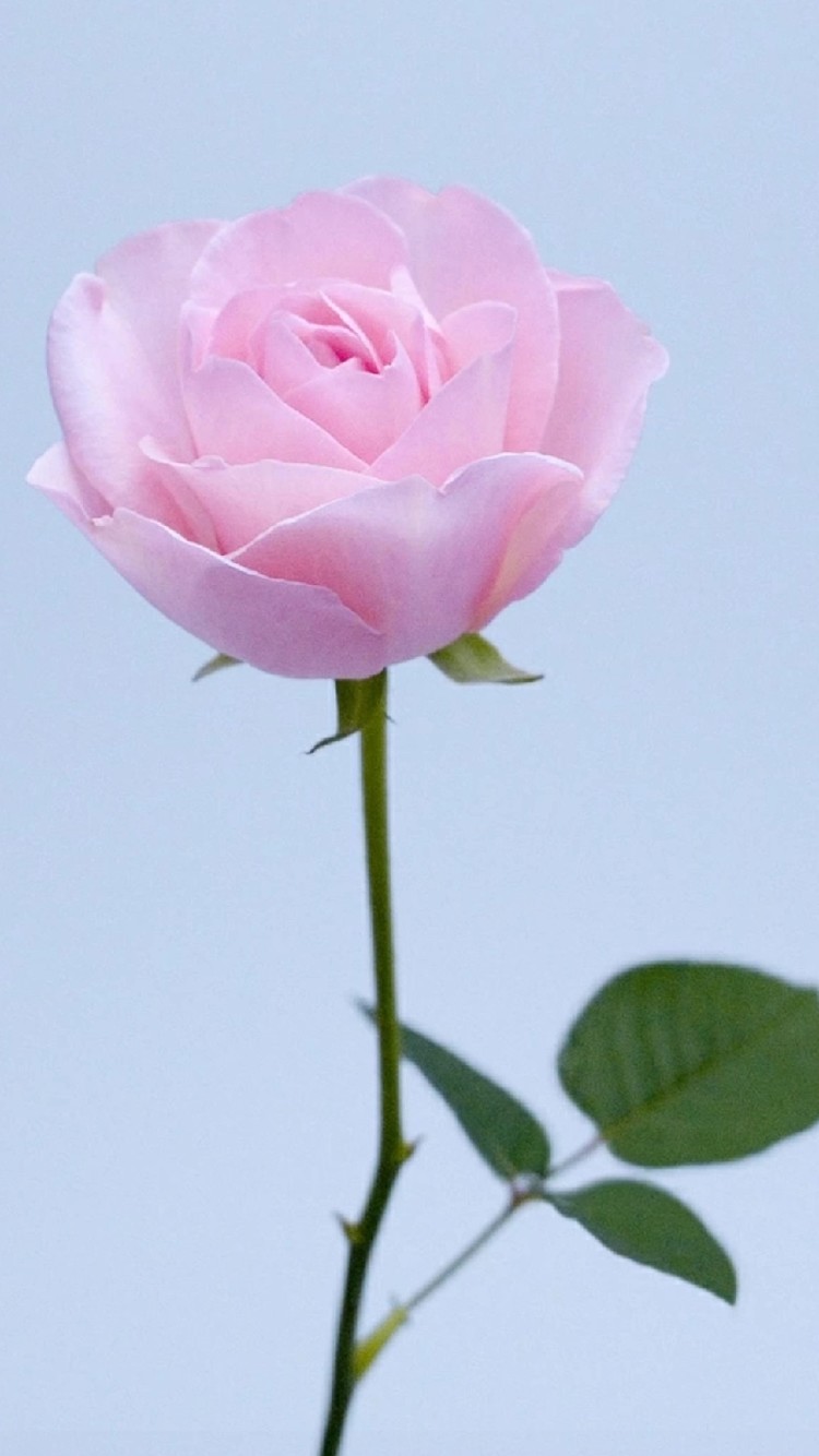  - 《渡情》版的《你莫走》