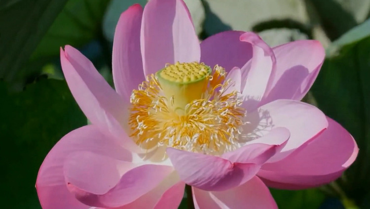 吴青峰 费洛蒙小姐 高清mv在线看 Qq音乐 千万正版音乐海量无损曲库新歌热歌天天畅听的高品质音乐平台