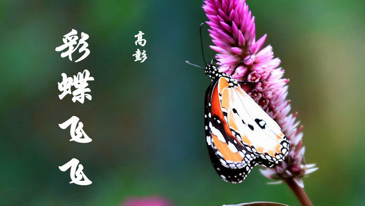  - 高彭的《彩蝶飞飞》，你像那朵红玫瑰，含苞待放的花蕊