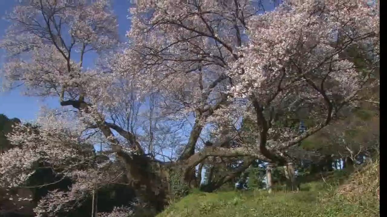 - 李勤舍 - 寂静之声（钢琴）长颈鹿的棒棒糖