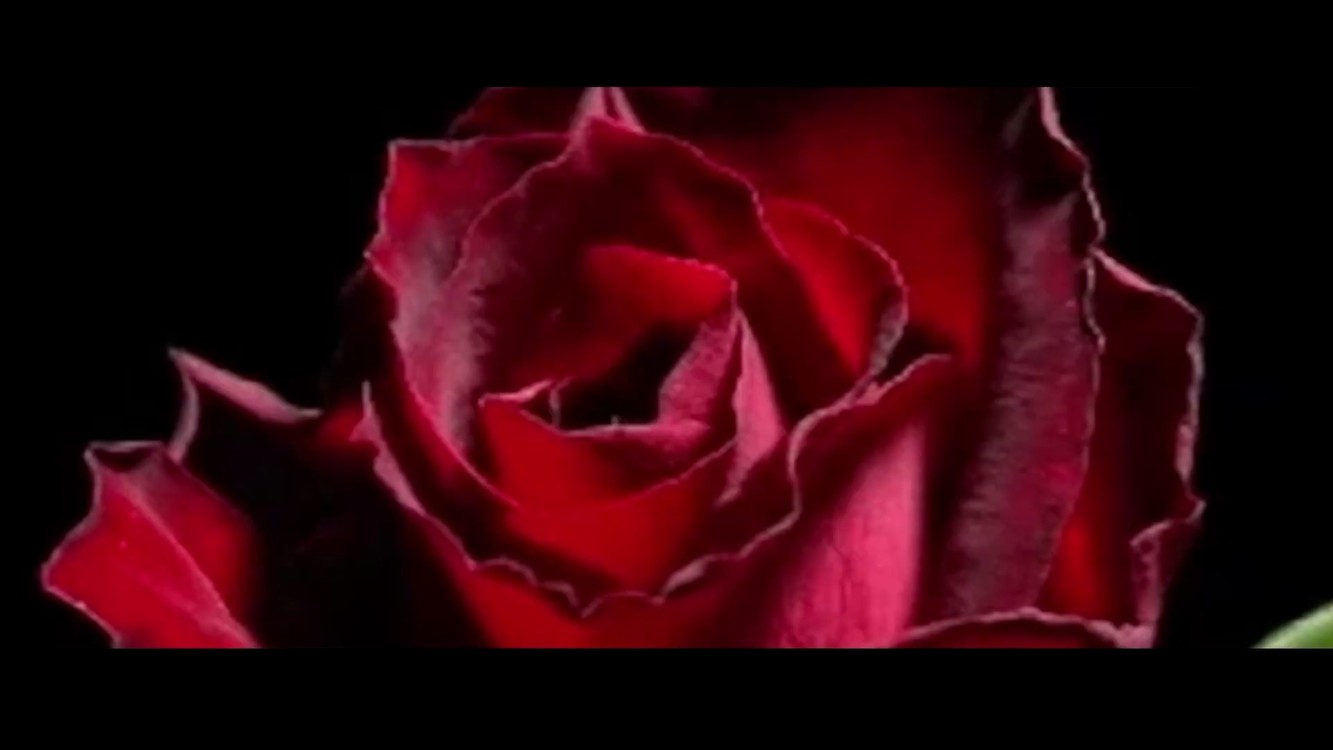  - 刘也 樱兰音轨