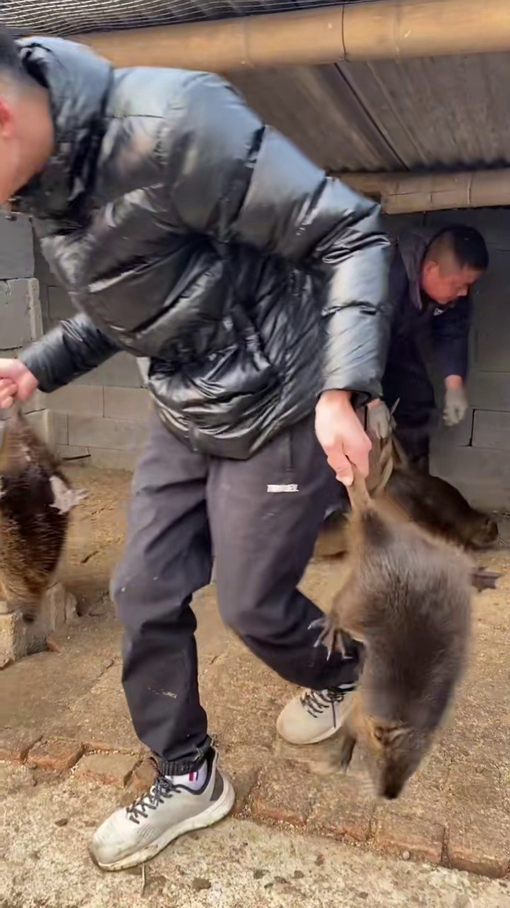 珍禽养殖 #海狸鼠