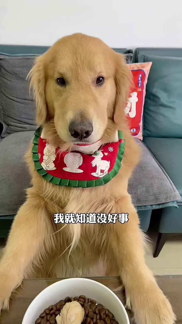 四毛也是个有爱心的孩子吖#公益创意季 #我的公益进行时 #金毛