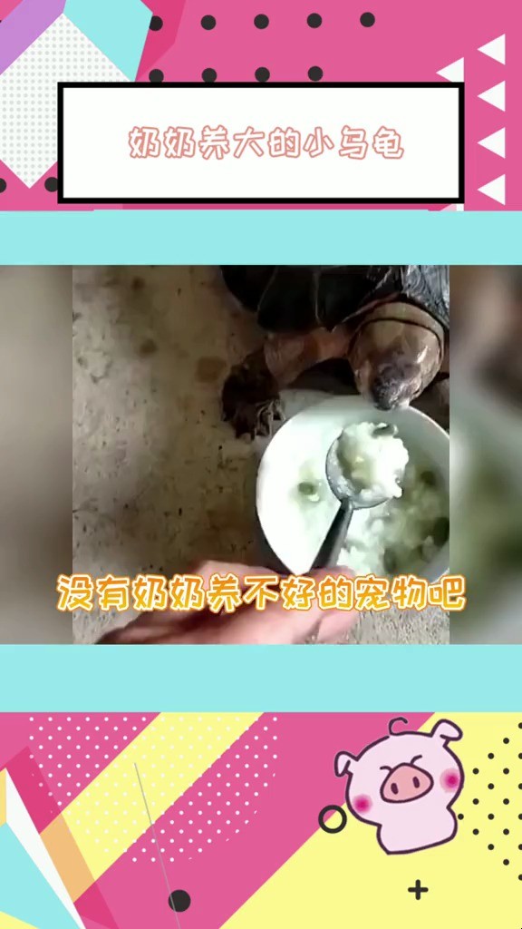  - 笑不活了没有奶奶养不好的宠物吧刮嘴那一下真是灵魂了