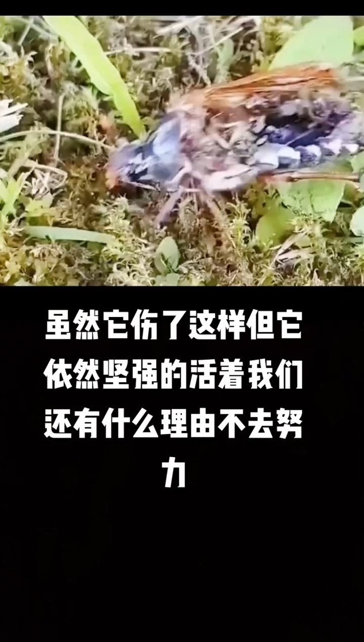  - 看到它伤成这样还在坚持 
我们还有什么理由不去坚持!#万物皆