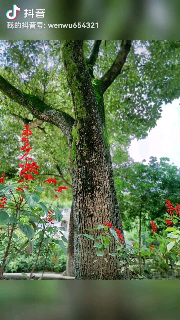  - 我的家乡，我的的树