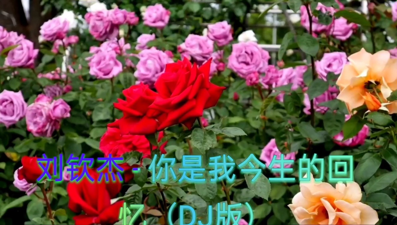 - 刘钦杰–你是我今生的回忆(DJ)