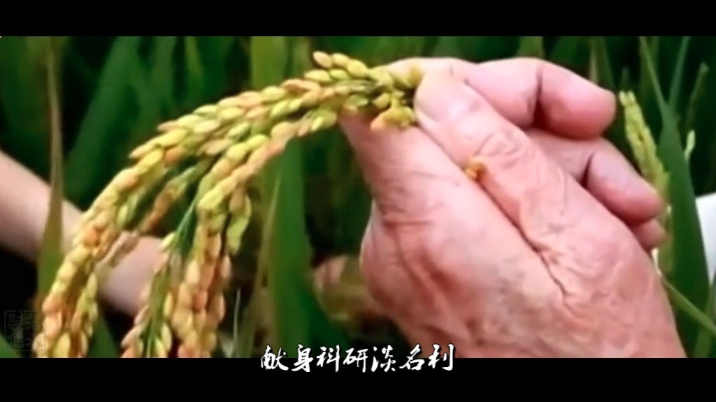  - 稻香阵阵——怀念袁老