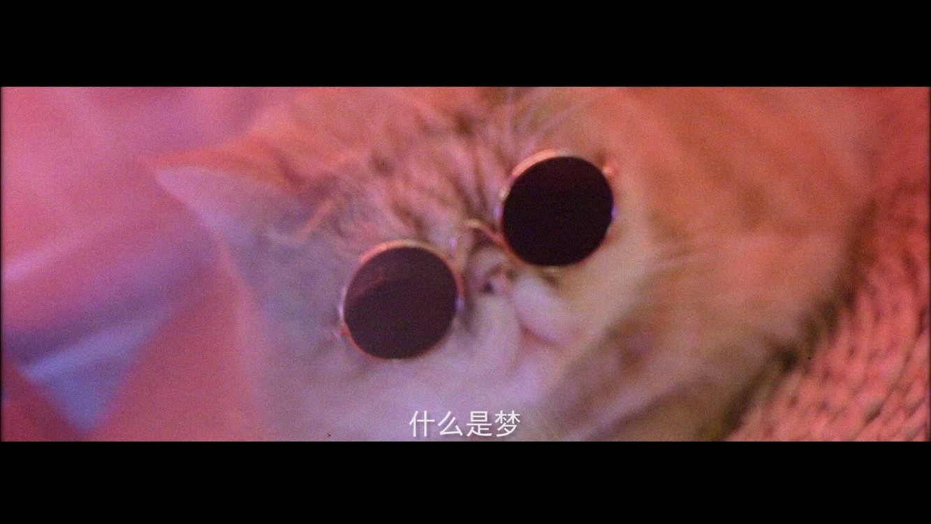 - 一只和王家卫有关系又没有关系的猫