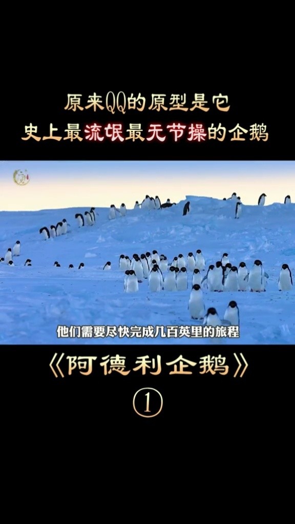它是史上最流氓,最无节操的企鹅#电影解说 #阿德利企鹅  #萤火虫计划