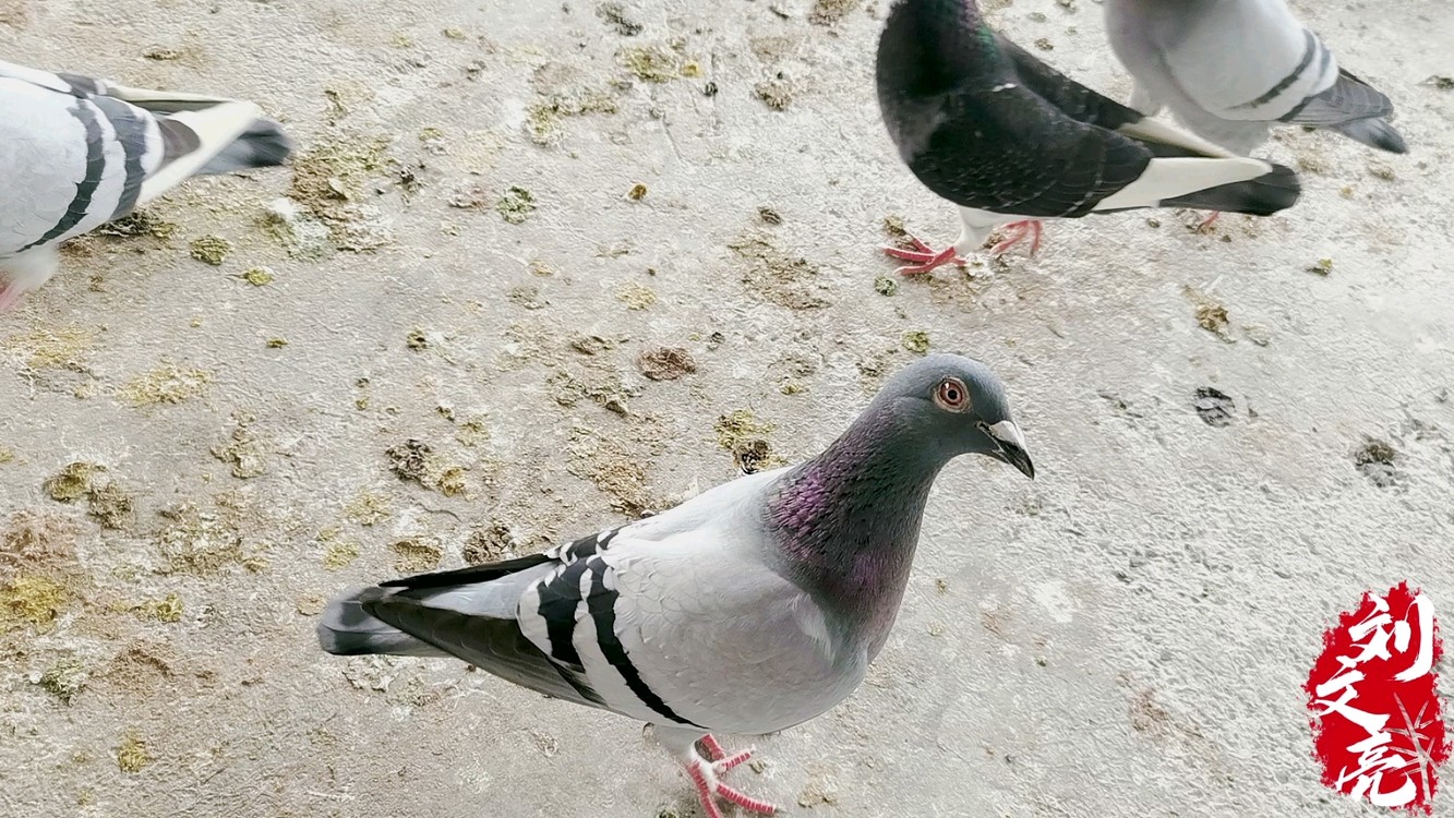 没事喂喂我家的鸽子也是开心滴