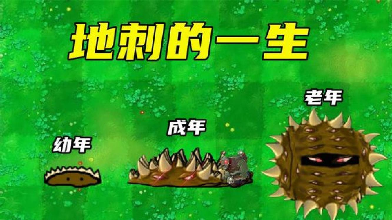 地刺的一生,老年变成了"地刺球"?万物皆可植物大战僵尸