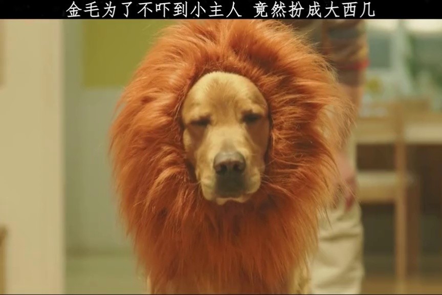 金毛为了不吓到小主人,竟然扮成了大狮子#狗是人类最忠诚的朋友 #治愈