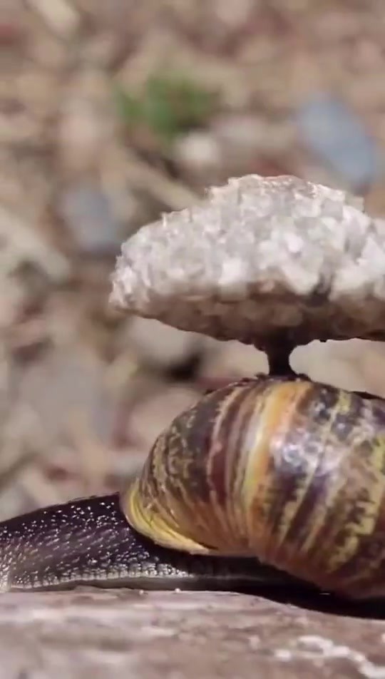  - 蜂窝移动技术