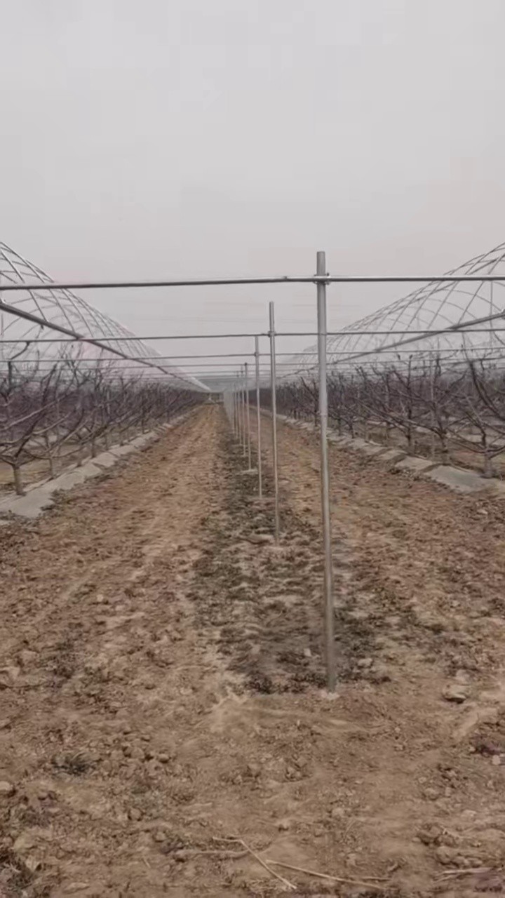 2022年3月16日大樱桃新型避雨棚钢架主体结构搭建完成