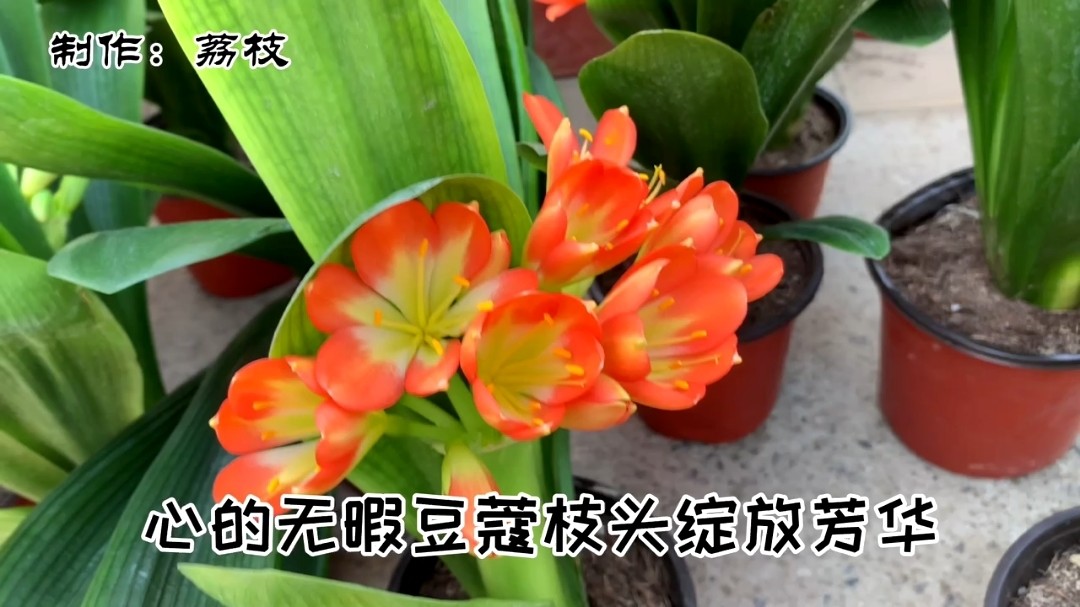  - 陈瑞的《新女人花》，女人如花，需好好呵护她