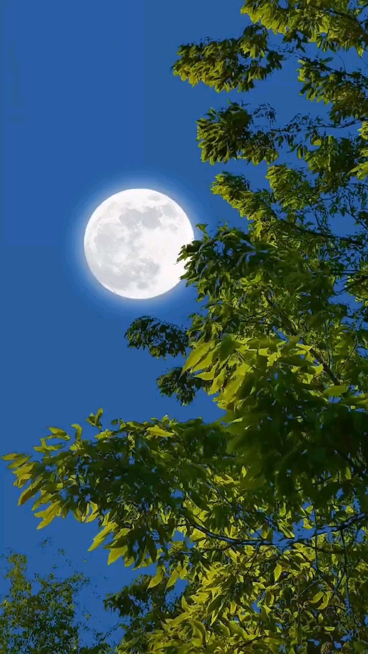  - 你看你看月亮的脸