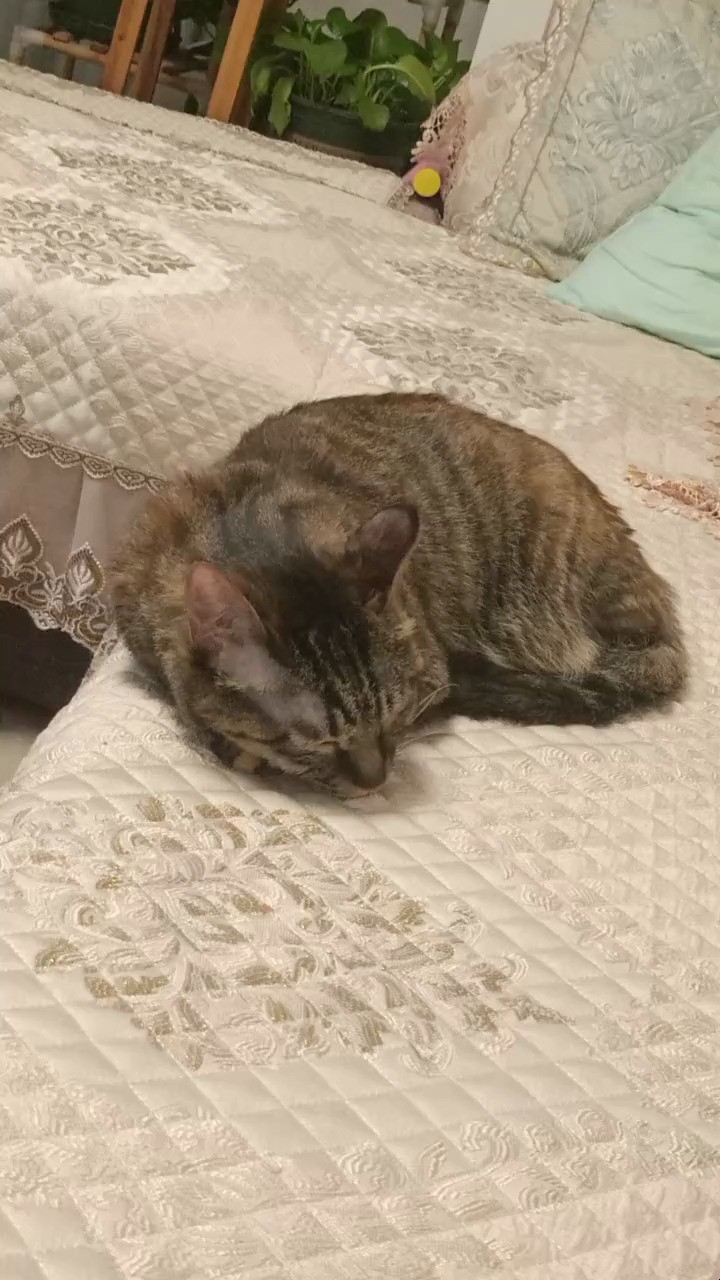  - 《COCO》(Pt.2) V.R-/范特西