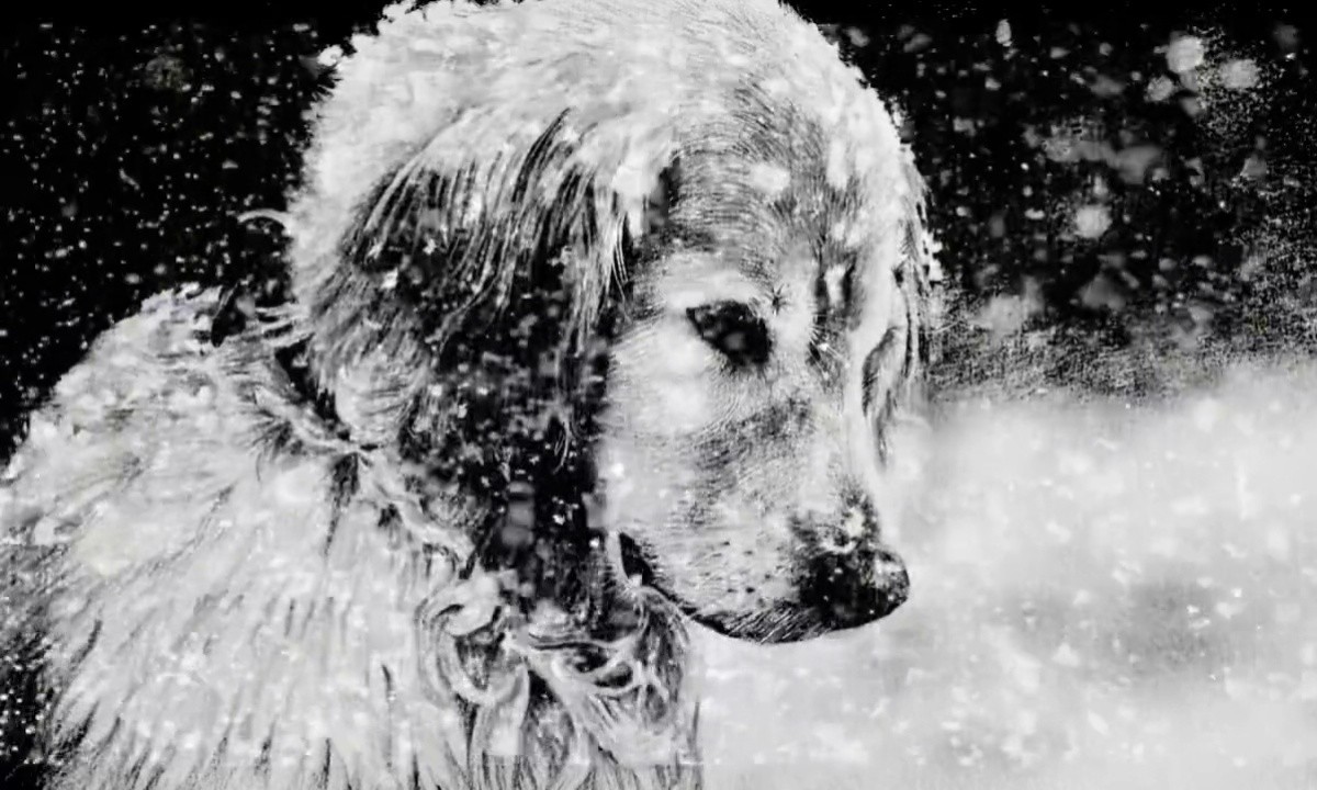 la vie ne ment past#灰色心情