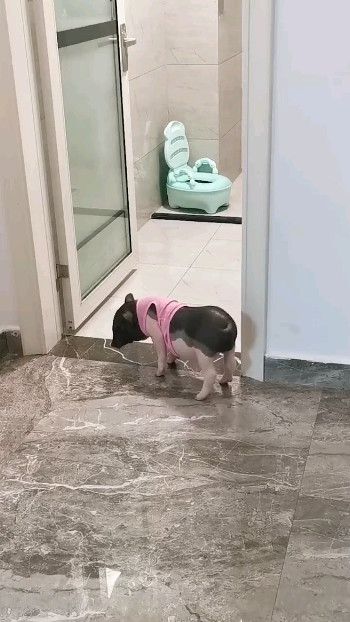  - 小猪🐖