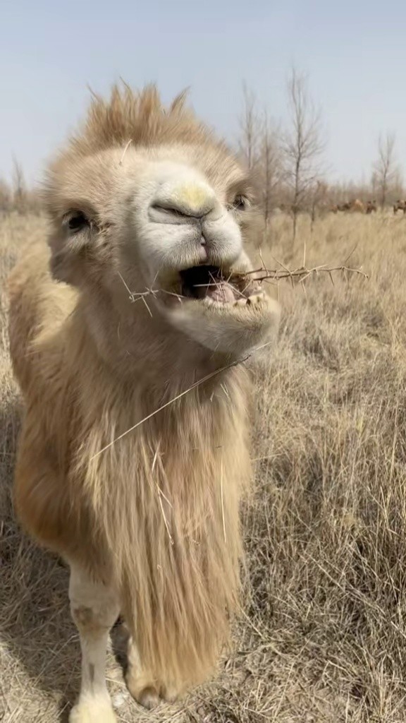 昨天忘发长视频了 一直在接生 还夭折了一峰小骆驼 唉 #骆驼 #记录
