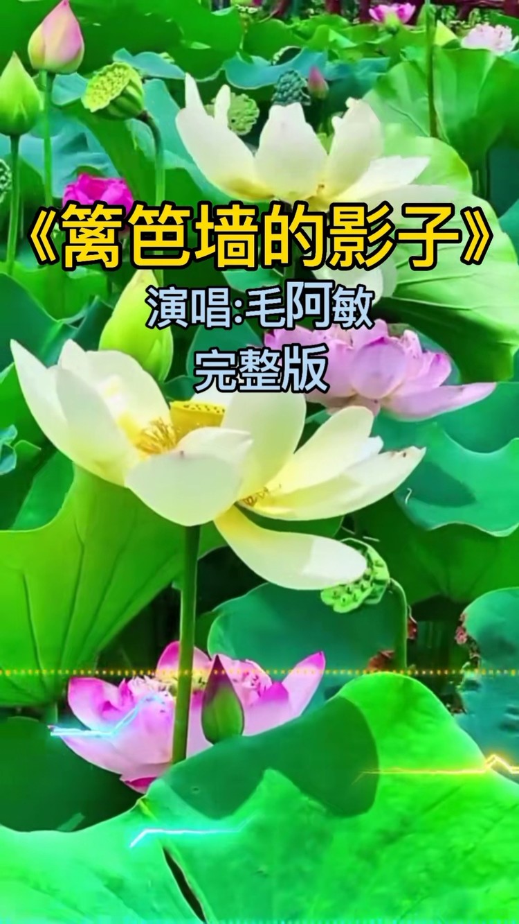 毛阿敏一曲经典歌曲《篱笆墙的影子》送给最爱的你,声音很舒服-高清mv