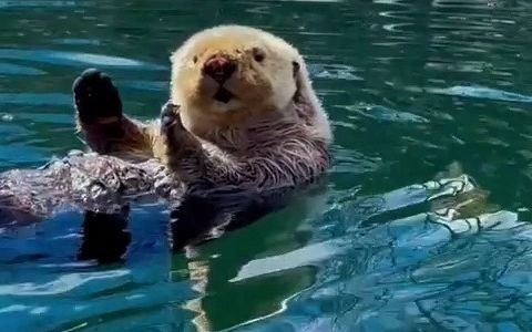  - 海獭：您谁？有事吗？？？