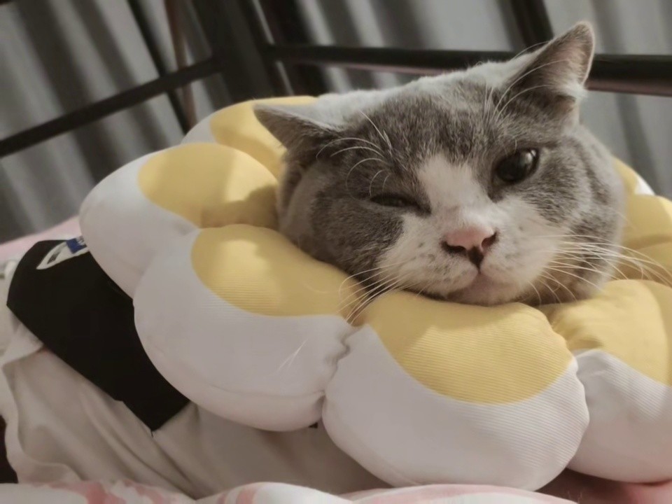 孤独成碟即兴小咪