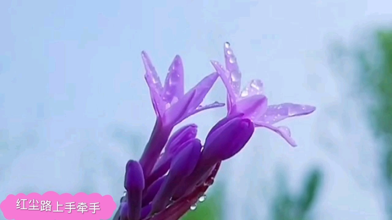  - 《红尘路上手牵手》