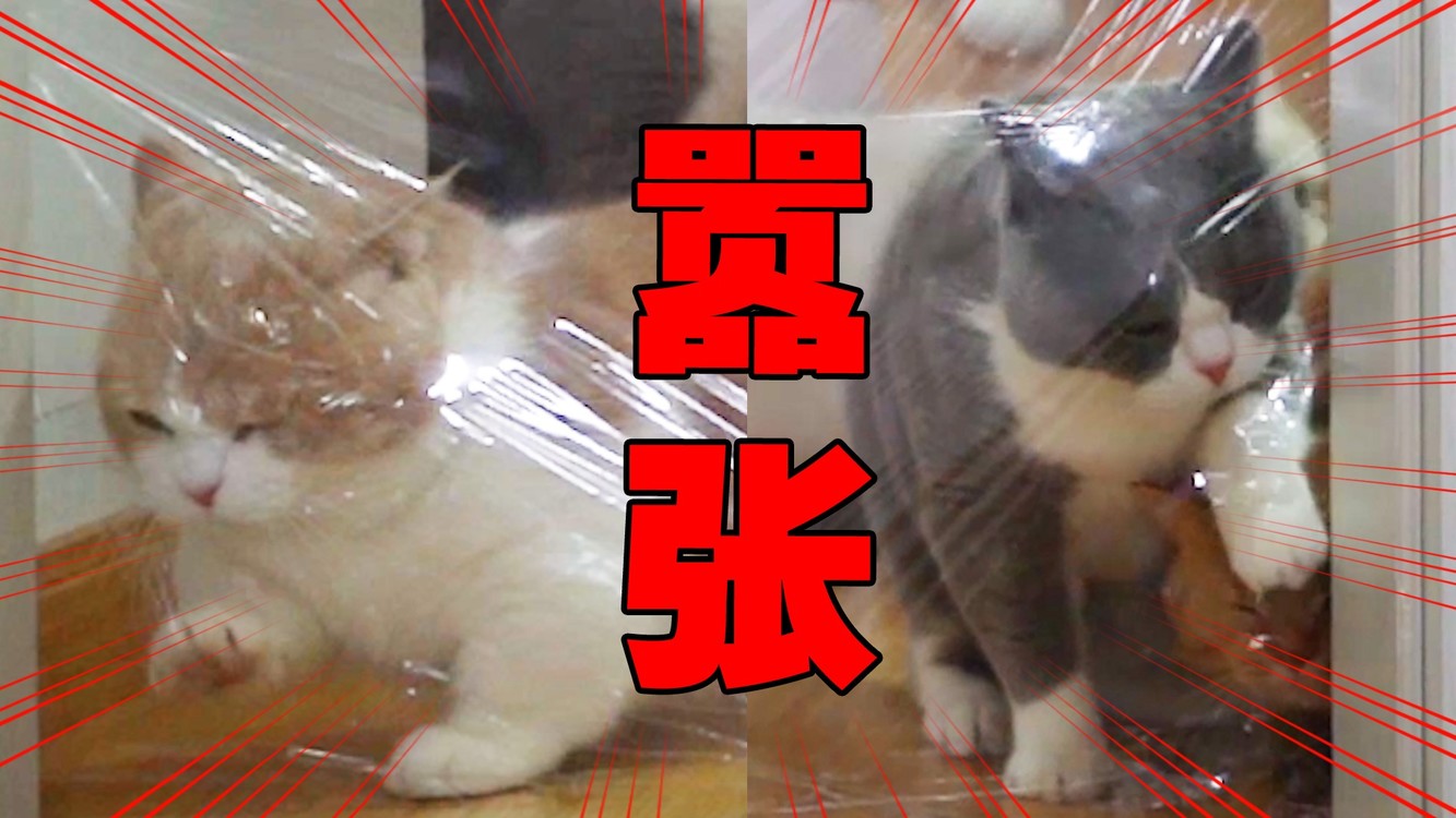 不是我瞎说,这个保鲜膜挑战我吹爆!