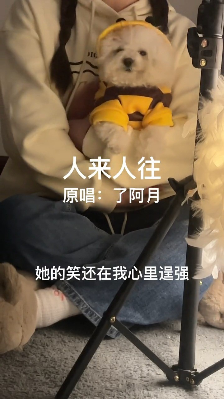  - 人来人往了阿月 #比熊宝宝 #弹唱